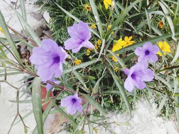 High angle view of purple flowering plant on field