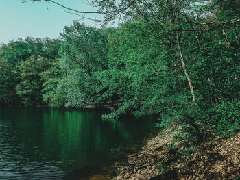 Scenic view of lake in forest
