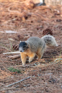 Eastern fox squirrel sciurus niger raids a birdfeeder in naples, florida