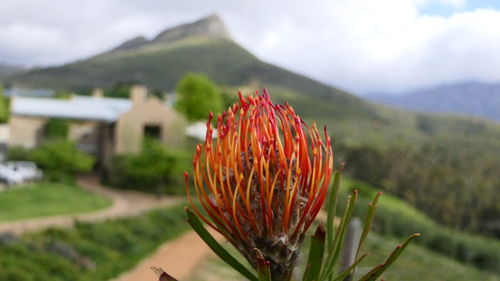 Close-up of flowering plant on field against sky