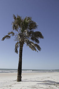 Palm tree on beach against clear sky