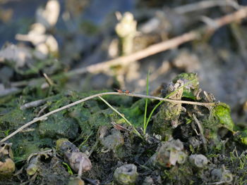 Close-up of lizard on a field
