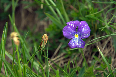 Close-up of purple crocus blooming on field