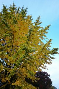 Low angle view of trees against sky
