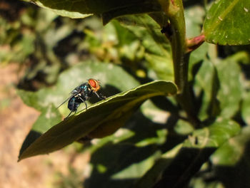 Close-up of insect on leaf
