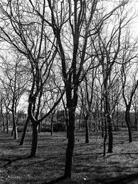 Bare trees on landscape