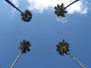 Low angle view of palm trees against sky