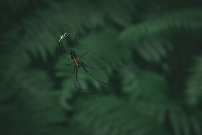 Close-up of spider