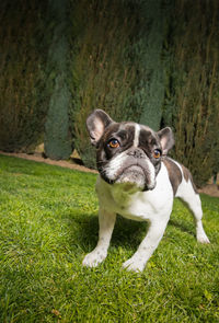 A cute black and white french bulldog. portrait with cute expression in the wrinkled face.
