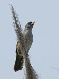 Low angle view of bird perching against clear sky