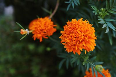 Close-up of orange marigold flowers