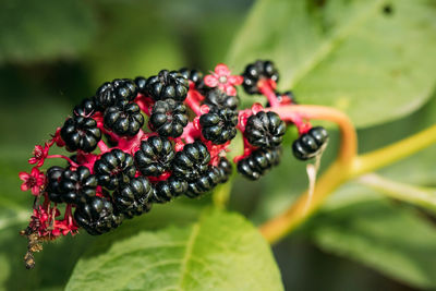 Close-up of insects on plant