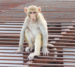 Portrait of monkey sitting on brick wall