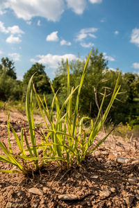 Plants growing on field against sky