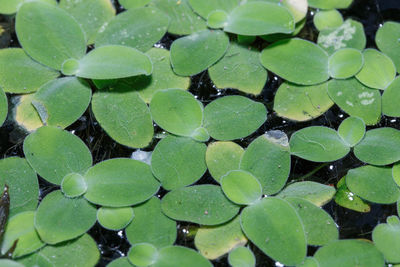 High angle view of water lily leaves in pond