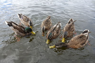 High angle view of mallard ducks swimming in lake