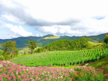 Scenic view of agricultural field against sky