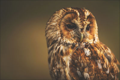 Close-up portrait of owl