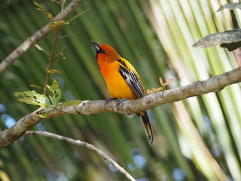 Close-up of bird perching on branch