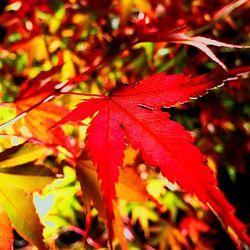 Close-up of red maple leaves