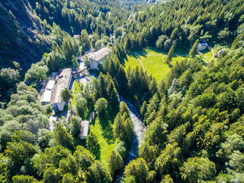 High angle view of pine trees in forest