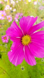 Close-up of pink flower