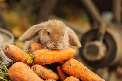 Fluffy foxy rabbit with carrot on autumn background