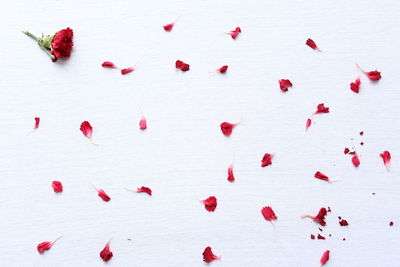 Red flower with petals scattered on textured table