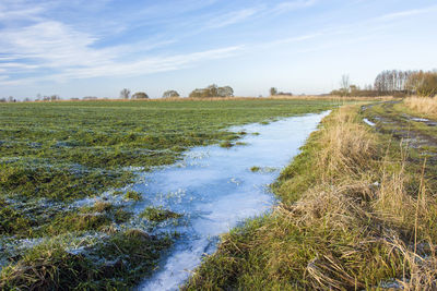 A frozen puddle on a green field with winter grain, january view