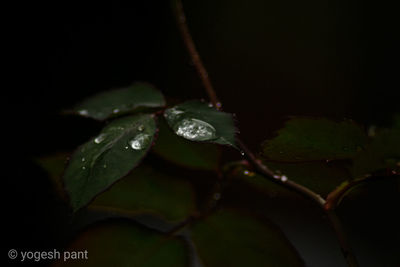 Close-up of wet plant leaves during rainy season