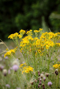 Close-up of yellow flowering plant