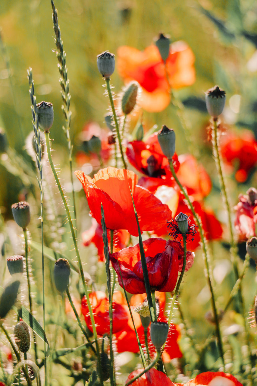 CLOSE-UP OF RED POPPY FLOWERS