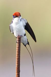 Close-up of bird perching on pole against blurred background