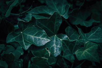 Close-up of green leaves