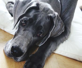 Close-up portrait of dog resting on floor at home