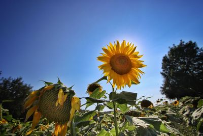 Low angle view of sunflower field against clear sky