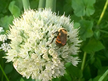 Close-up of bee pollinating on flower