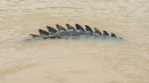 High angle view of crocodile in the sea
