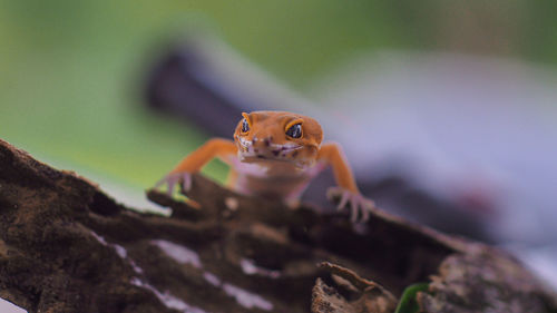 Close-up of gecko on rock