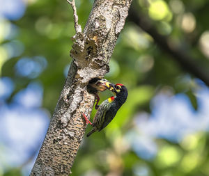 Low angle view of a bird perching on tree