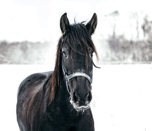 Close-up of a horse on the field