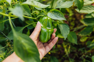 Close-up of hand holding leaves