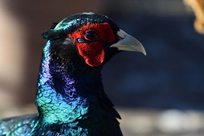 Head shot of a melanistic pheasant 