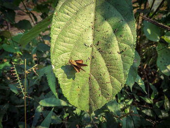 Close-up of insect on leaves