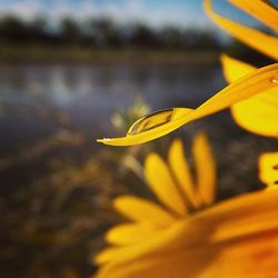 Close-up of yellow flower