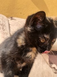 Close-up of a cat looking away