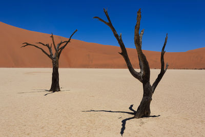 Bare trees at desert against clear blue sky