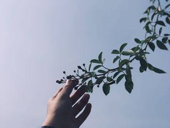 Low angle view of cropped hand touching leaves against sky