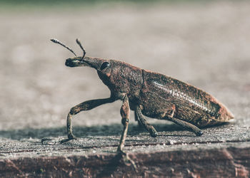 Close-up of insect