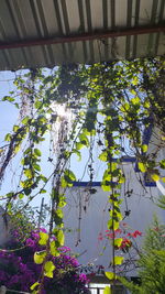 Low angle view of flowers against sky